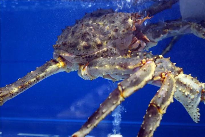 【時(shí)代儒商】膠東碼頭海鮮城淮揚(yáng)菜、魯菜、海鮮超多美味！滿足您的味蕾~~